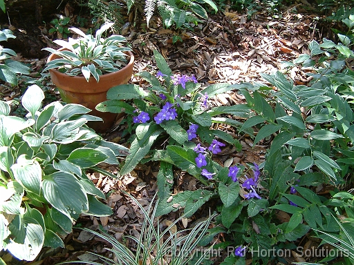 Streptocarpus inshade